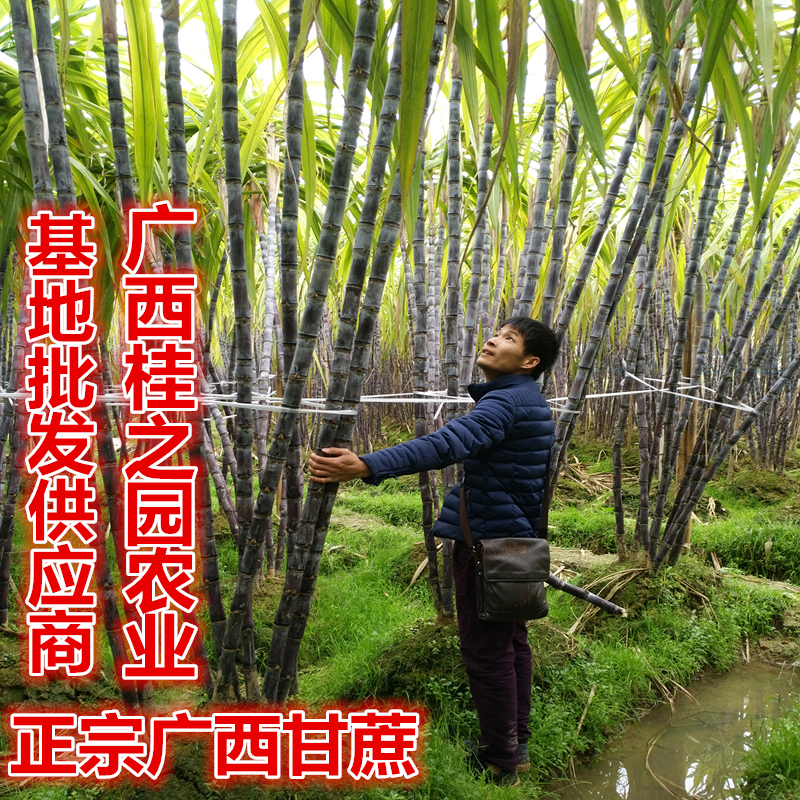 黄皮甘蔗价格_紫皮农林牧渔项目合作怎么-广西桂之园农业