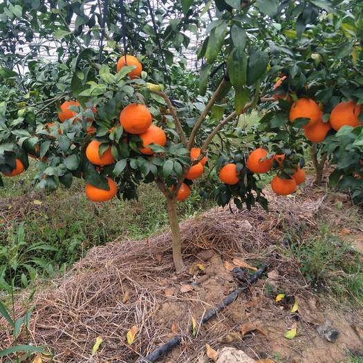 攀枝花知名柑橘苗多少钱一株_一年柑橘苗相关-简阳市林园苗木种植专业合作社