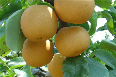 雅安知名梨子品种_假发樱内梨子相关-简阳市林园苗木种植专业合作社
