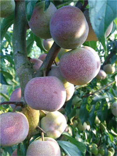 凉山彝族自治州哪里有梨子种植基地_质量好的其他绿化苗木价格-简阳市林园苗木种植专业合作社