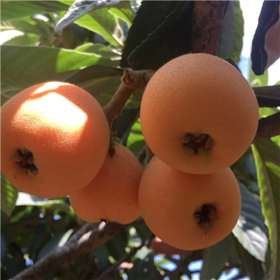 成都知名柑橘苗种植基地_ 柑橘苗价格   相关-简阳市林园苗木种植专业合作社