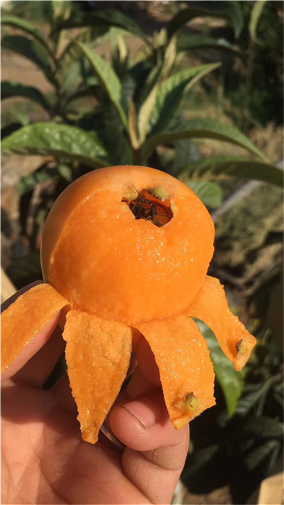 攀枝花柑橘苗销售_其他绿化苗木-简阳市林园苗木种植专业合作社