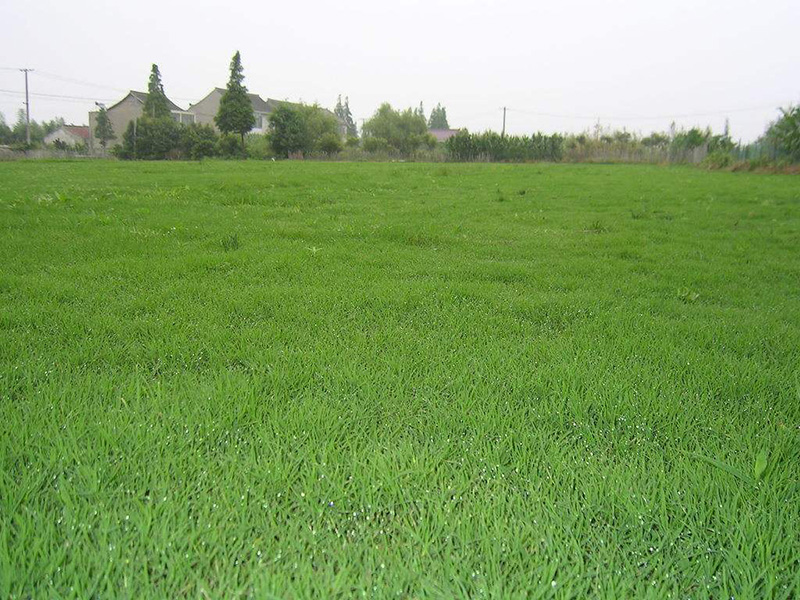 种植草坪基地工程-新乡市华菱园林有限公司