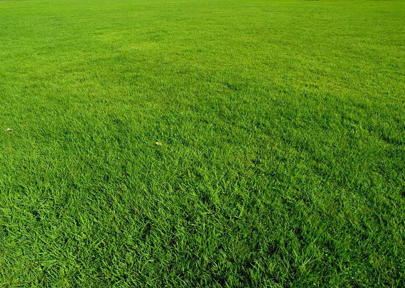 绿化草坪基地草种-新乡市华菱园林有限公司