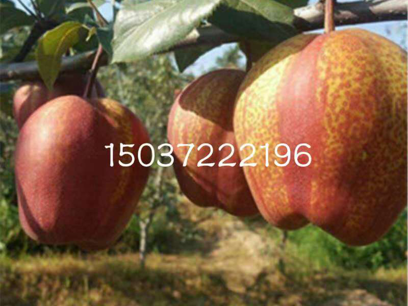 甘肃苹果树果苗推广_桃树花卉种子、种苗出售-内黄县中召乡圆梦家庭农场