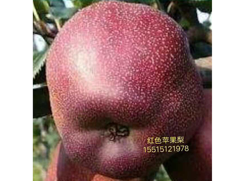 甘肃优质苹果树苗出售_花卉种子、种苗批发-内黄县中召乡圆梦家庭农场