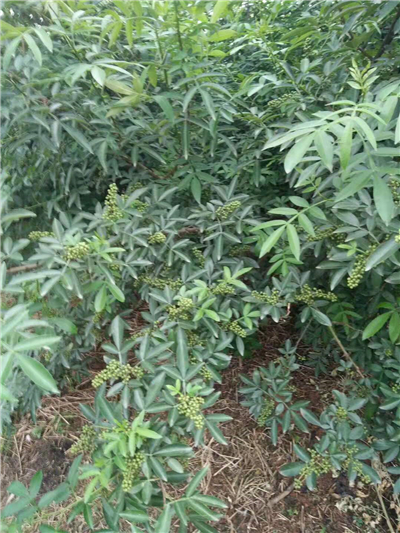广西青花椒苗出售_种植基地-简阳市林园苗木种植专业合作社