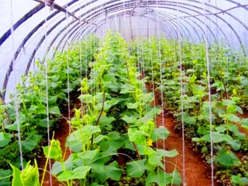 节水灌溉滴灌_高效温室、大棚价格-长沙市登科园林工程有限公司