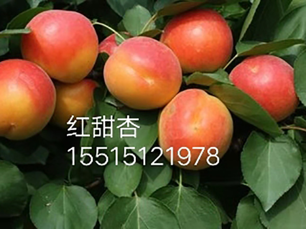 博爱县红甜杏果树苗出售_八月蜜桃花卉种子、种苗采购-内黄县中召乡圆梦家庭农场