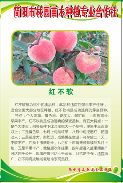 云南凤凰桃桃子苗出售_晚白桃花卉种子、种苗品种-简阳市林园苗木种植专业合作社