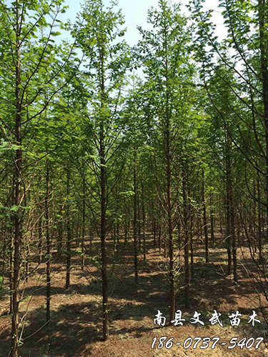 我们推荐水杉采购_水杉价格相关-南县文武苗木种植专业合作社