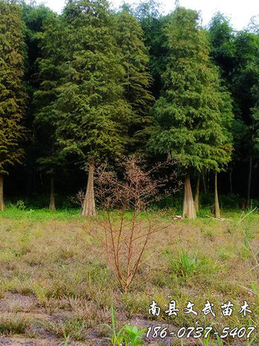 我们推荐15公分池杉多少钱_池杉怎么样相关-南县文武苗木种植专业合作社