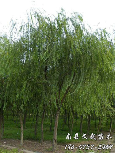 我们推荐垂柳树价格_垂柳报价相关-南县文武苗木种植专业合作社