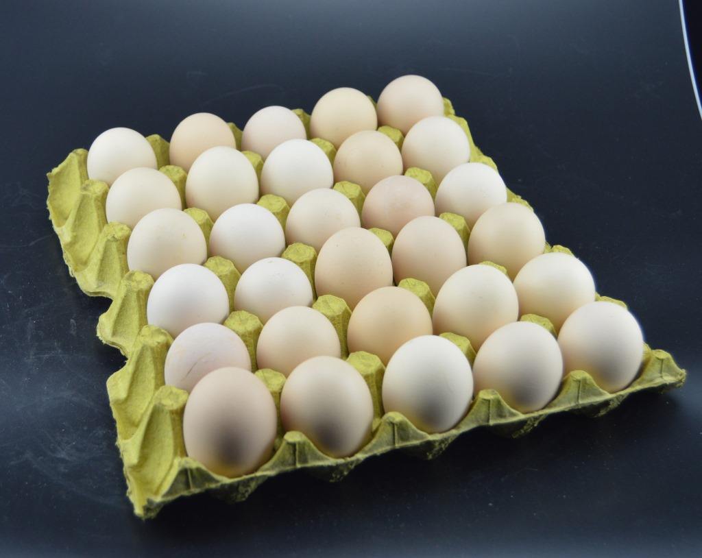 蛋托盘生产设备_塑料鸡蛋托相关-湖南双环纤维成型设备有限公司