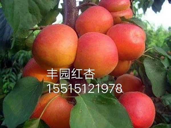 丰园红杏