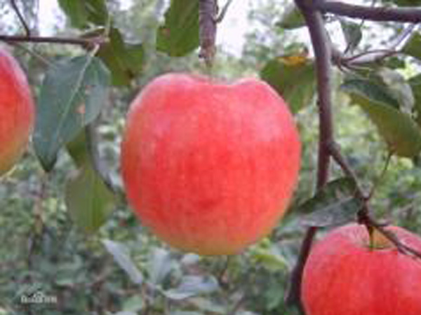我们推荐河北全红苹果梨种植_果树厂家直销-内黄县中召乡圆梦家庭农场