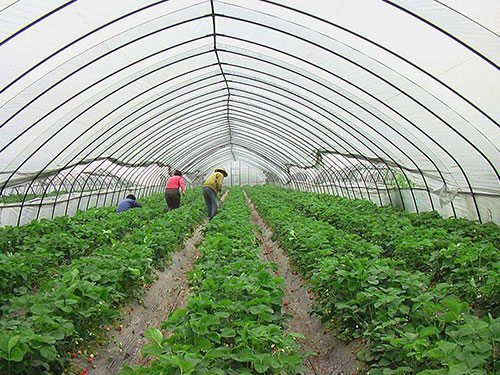 正规草莓大棚安装价格-长沙市绿地棚业有限公司