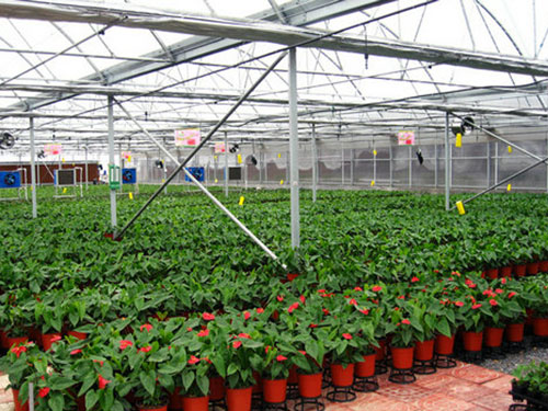 正规草莓大棚安装价格-长沙市绿地棚业有限公司