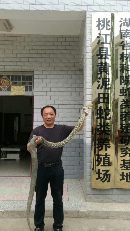大王蛇的养殖方法_大王蛇养殖技术相关-桃江县黄泥田蛇类养殖场