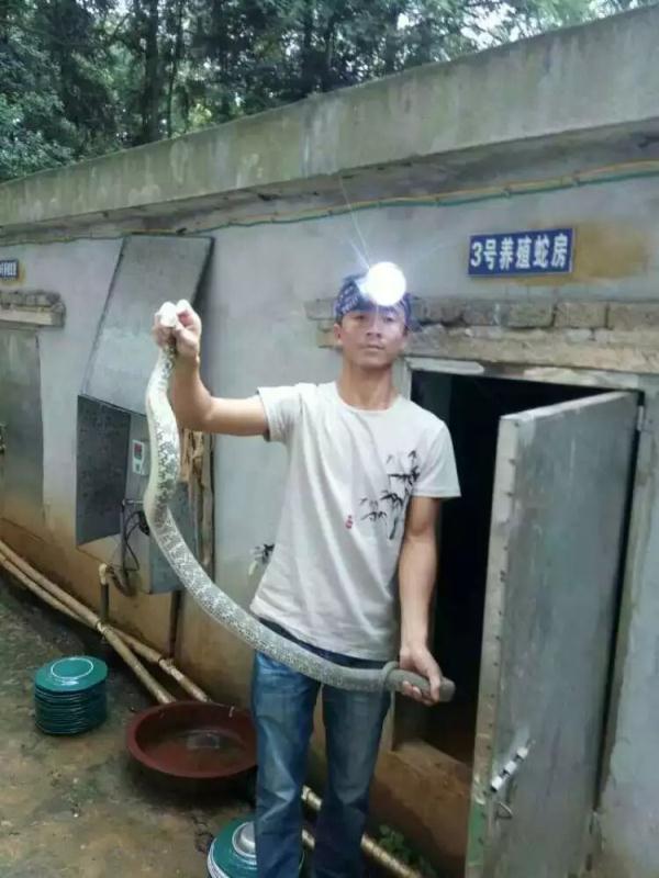 养蛇的基地_进口特种养殖动物-桃江县黄泥田蛇类养殖场