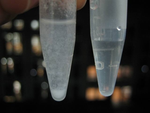 我们推荐dna质粒提取试剂盒_叶片dna提取相关-长沙科文生物科技有限公司