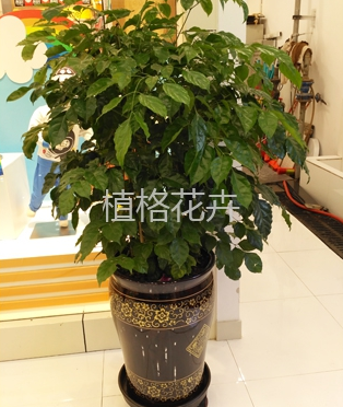 办公室植物租赁_竹类植物相关-昆明植格花卉有限公司