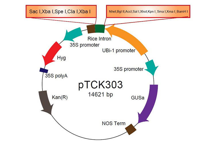 细菌基因组dna提取_试剂盒提取dna相关-长沙科文生物科技有限公司