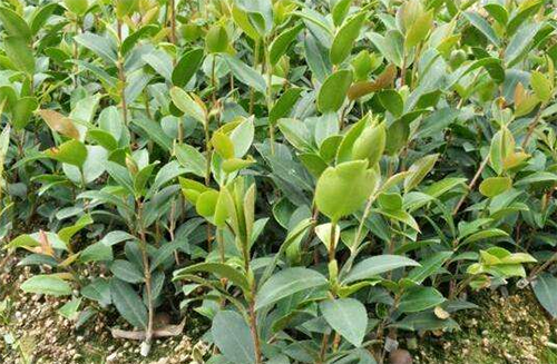 良种油茶树苗哪个品种好_专业其他绿化苗木批发-攸县新兰苗木培育专业合作社