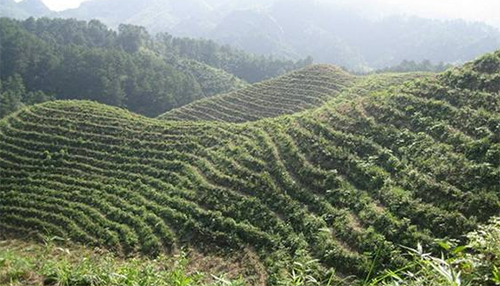 贵州哪里有油茶苗出售_正宗其他绿化苗木价格-攸县新兰苗木培育专业合作社