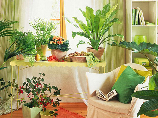 东区室内绿植租赁种类_室内绿植相关-安阳紫艺花卉有限公司