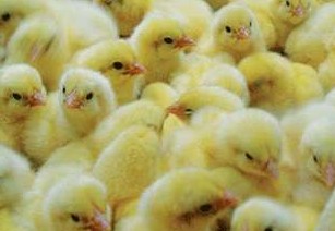 潜江鹅苗销售_其它畜禽及养殖动物相关-武汉瑞丰源农业发展有限公司