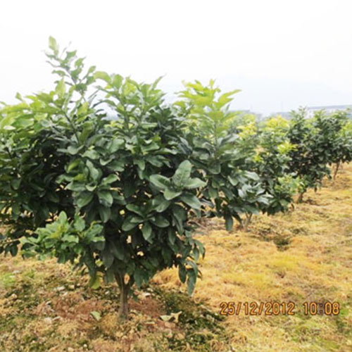我们推荐泰国青柚苗哪里有卖_柚子苗一棵多少钱相关-湖南省安江农校种苗中心