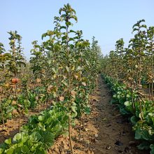 我们推荐泰国红宝石柚苗价格_柚子苗种植相关-湖南省安江农校种苗中心