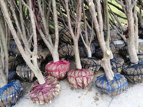 哪里有卖软枣猕猴桃树苗的_提供果树报价-湖南省安江农校种苗中心