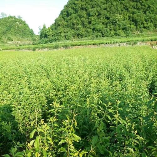 高品质黄桃苗哪里有_猕猴桃苗哪里有相关-湖南省安江农校种苗中心