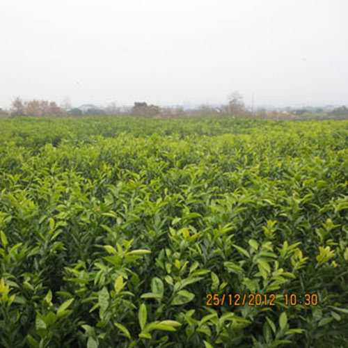 哪里有柚子苗出售_果树价格-湖南省安江农校种苗中心