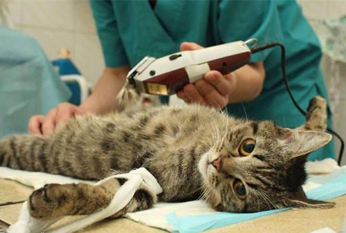 附近的猫咪全身体检_质量好医药、保养-鹤城区缔康宠物医院