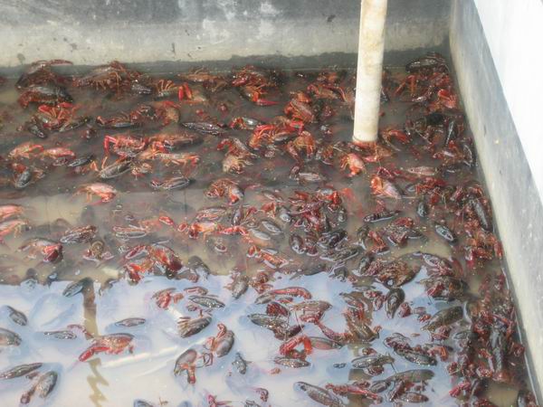 提供虾苗苗多少一斤_淡水小龙虾虾苗相关-金华市红丰农业开发有限公司
