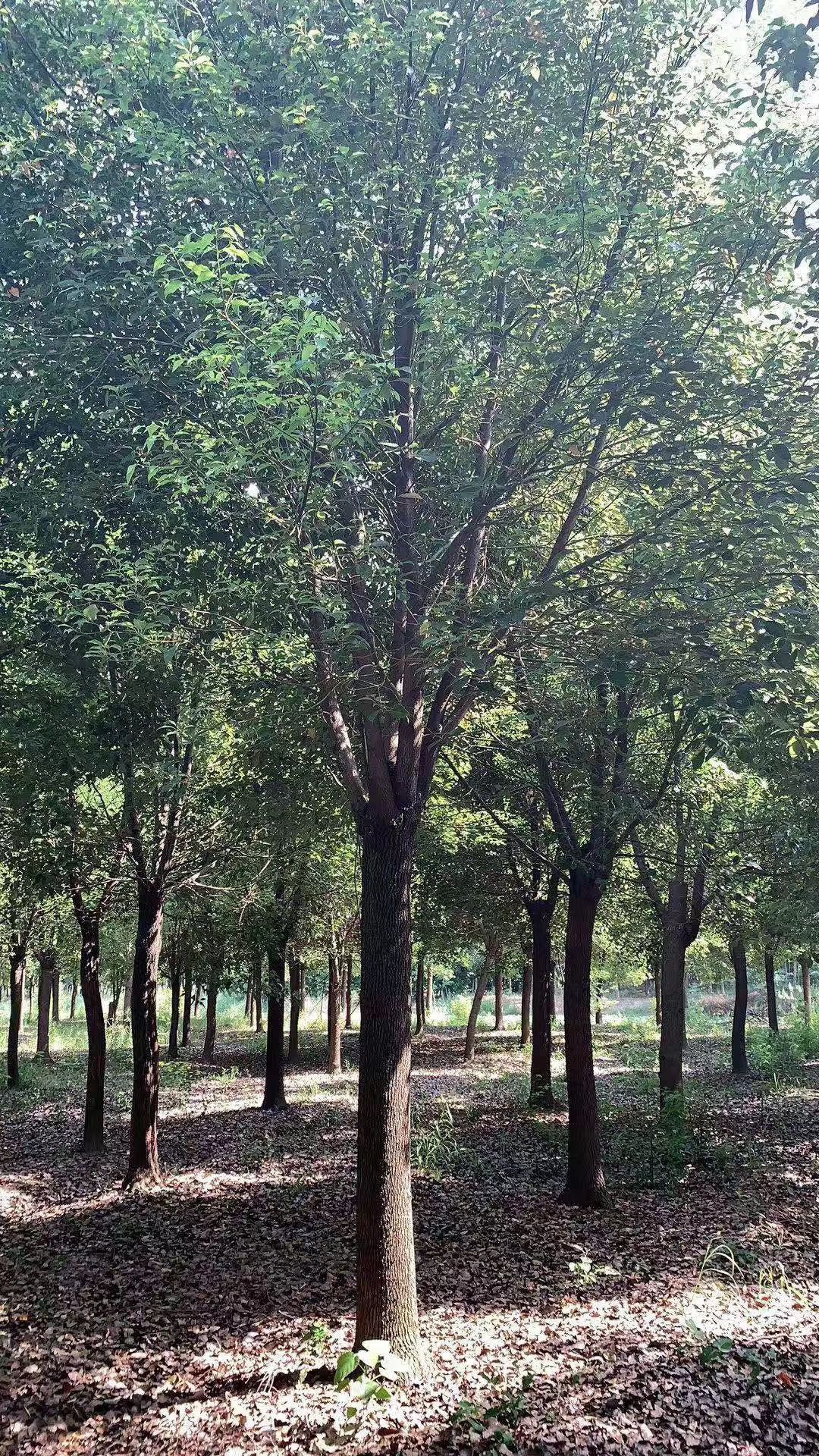 上海香樟树销售_杭州乔木销售-句容市后白镇绿叶青草坪种植基地