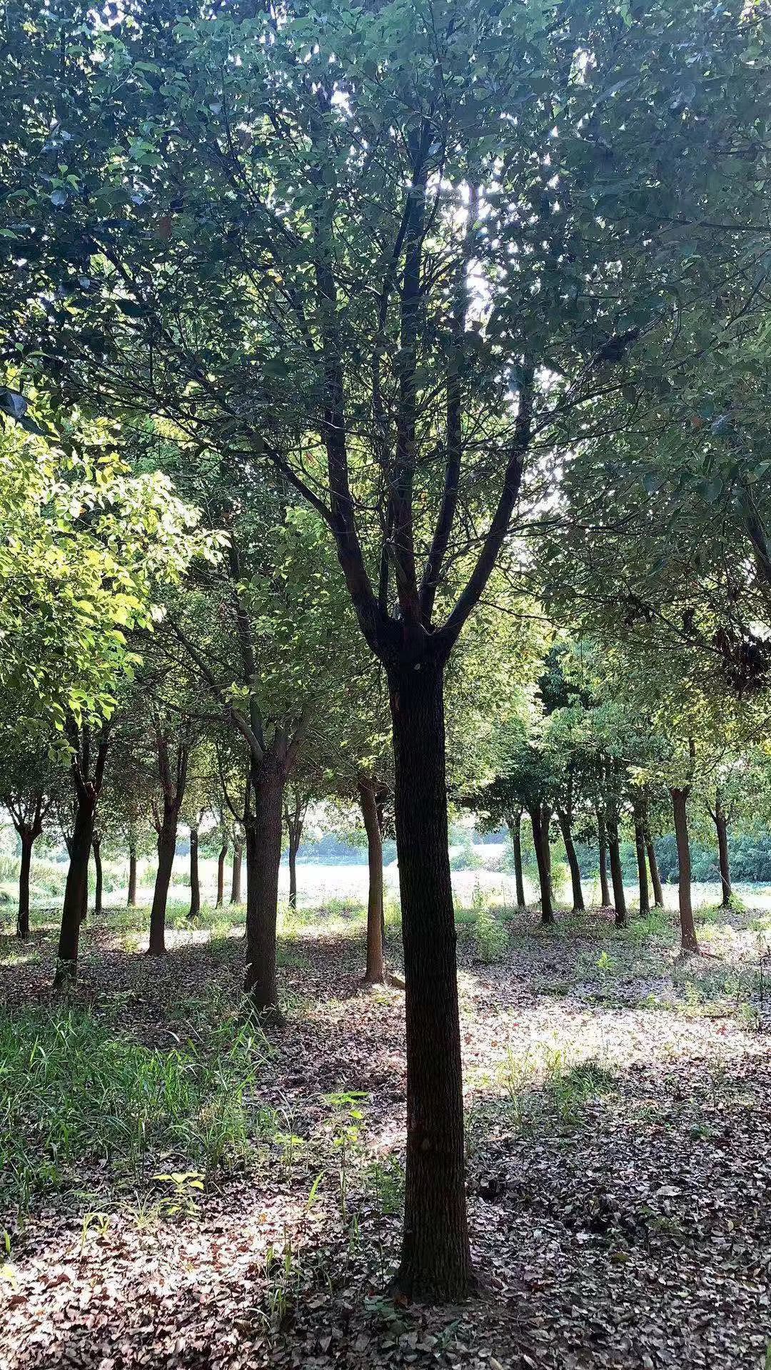 上海榉树种植基地_上海乔木繁育基地-句容市后白镇绿叶青草坪种植基地