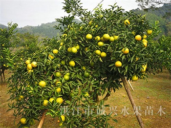 黄金贡柚市场价多少一斤_图片果树-洪江市诚兴水果苗木