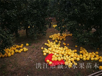 黄金贡柚种苗多少钱一棵_图片果树-洪江市诚兴水果苗木