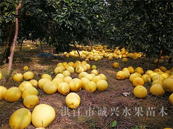 黄金贡柚种苗哪里有_更高能果树-洪江市诚兴水果苗木