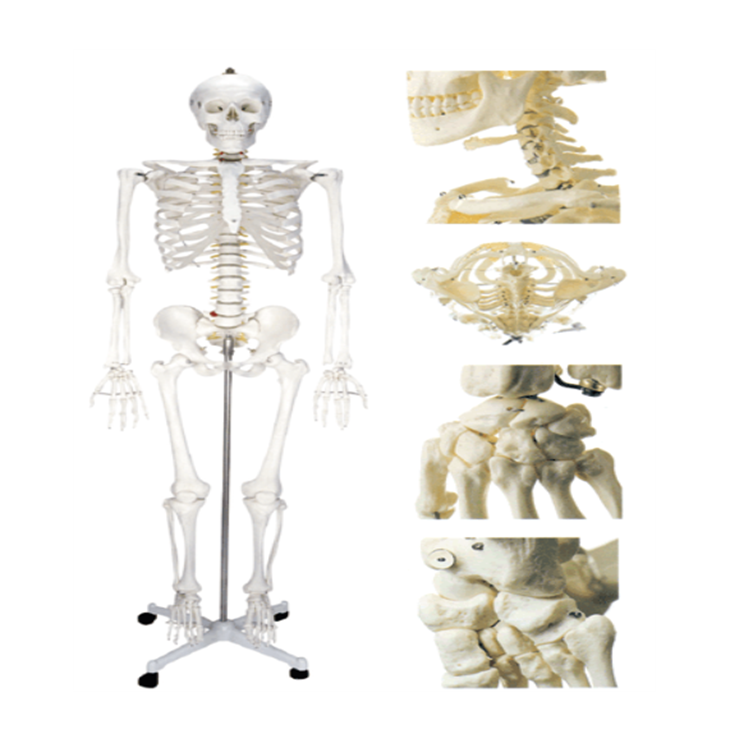 男性人体骨骼模型_人体躯干模型