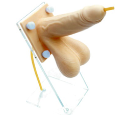 男性避孕练习模型_男性生殖器模型