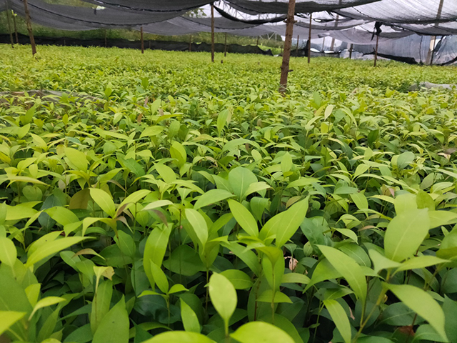 采购木姜叶柯提取物基地在哪里_动植物提取物相关-湖南富农甜茶有限责任公司