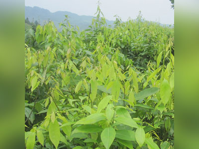 查木姜叶柯提取物的功能_动植物提取物相关-湖南富农甜茶有限责任公司