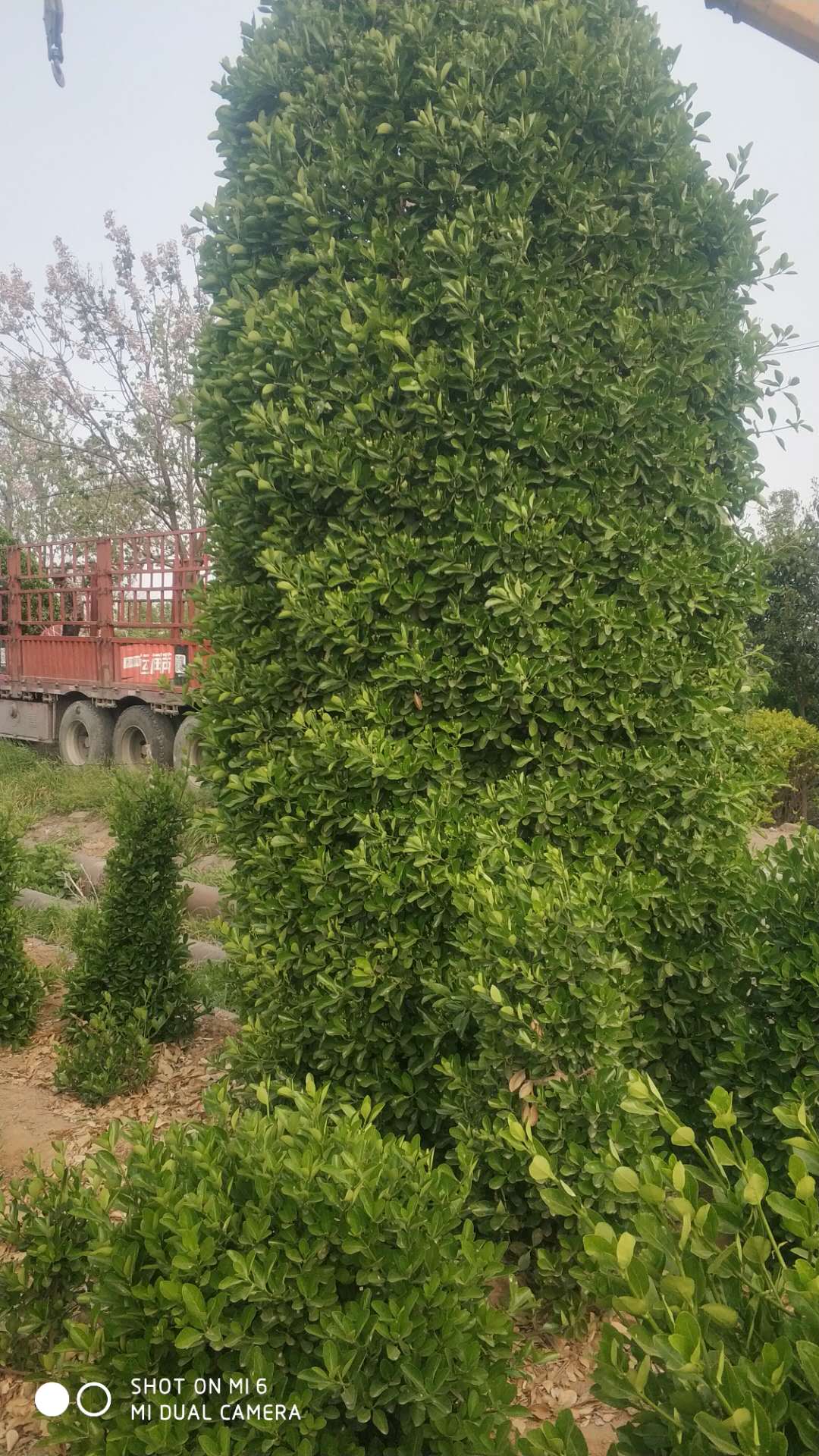 多规格大叶黄杨柱价格_2.5米花卉种子、种苗批发-偃师市邙岭乡常绿苗圃