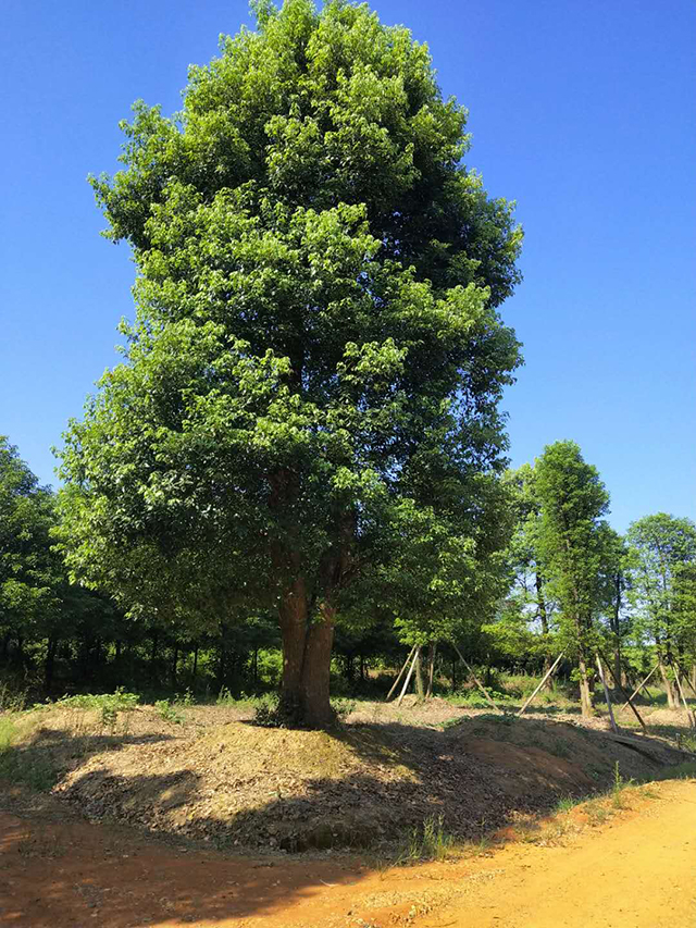 10cm香樟_ 香樟树出售相关-益阳市资阳区湘顺园林基地