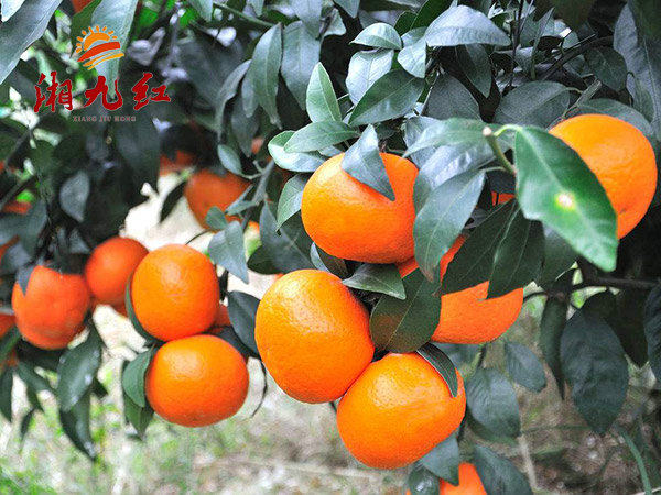 新品种柑橘苗多少钱_常德石门-湖南湘九红农业科技有限公司